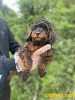 EN ÖZEL RENK PHANTOM POODLE 2