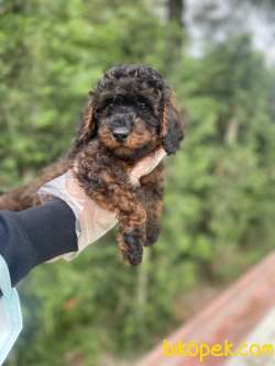 EN ÖZEL RENK PHANTOM POODLE 1