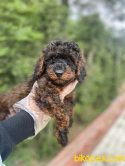 EN ÖZEL RENK PHANTOM POODLE 3