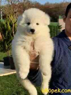 EN ÖZEL SAMOYED YAVRULARI 3