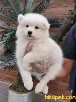 EN ÖZEL SAMOYED YAVRULARI 1