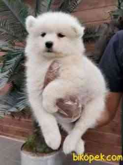 EN ÖZEL SAMOYED YAVRULARI 3