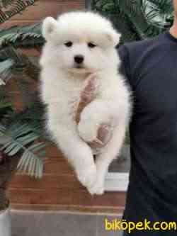 EN ÖZEL SAMOYED YAVRULARI 2
