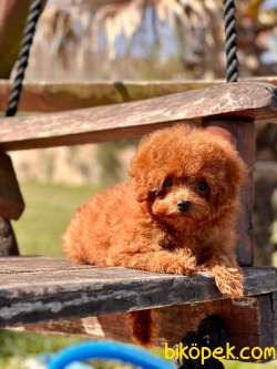 EN ÖZEL TEA CUP RED BROWN TOY POODLE YAVRULARI