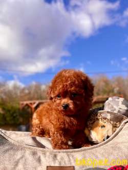 EN ÖZEL TEA CUP RED BROWN TOY POODLE YAVRULARI 2