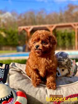 EN ÖZEL TEA CUP RED BROWN TOY POODLE YAVRULARI 2