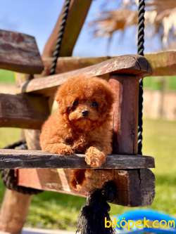 EN ÖZEL TEA CUP RED BROWN TOY POODLE YAVRULARI 2