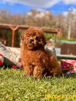 EN ÖZEL TEA CUP RED BROWN TOY POODLE YAVRULARI 1