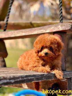 EN ÖZEL TEA CUP RED BROWN TOY POODLE YAVRULARI 4