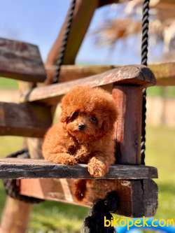 EN ÖZEL TEA CUP RED BROWN TOY POODLE YAVRULARI 3