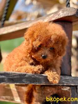 EN ÖZEL TEA CUP RED BROWN TOY POODLE YAVRULARI 5