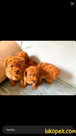 En Özel Toy Poodle Yavrularımız 3