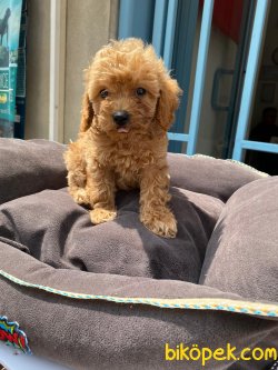 En Özel Toy Poodle Yavrularımız 1