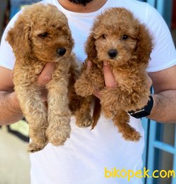 En Özel Toy Poodle Yavrularımız 2