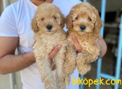 En Özel Toy Poodle Yavrularımız 4
