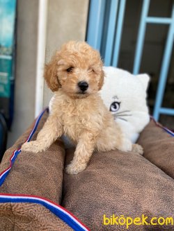 En Özel Toy Poodle Yavrularımız 5