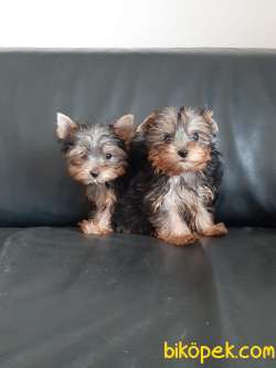 En Özel Yorkshire Terrier Yavrulari 4