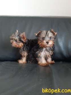 En Özel Yorkshire Terrier Yavrulari 3