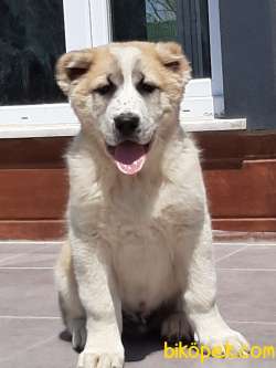 En Ozelınden ALABAY YAVRULARI 2