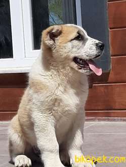 En Ozelınden ALABAY YAVRULARI 3