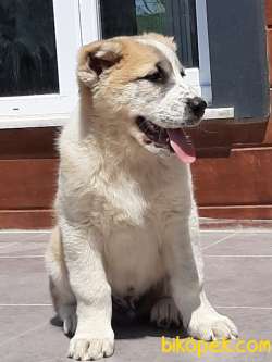 En Ozelınden ALABAY YAVRULARI 5