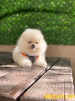 En Ponçik Pomeranian Boo Yavrular 5