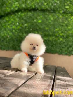 En Ponçik Pomeranian Boo Yavrular 4