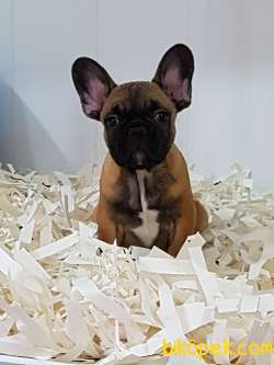 EN SEVİMLİ FAWN FRENCH BULLDOG YAVRULARI 5