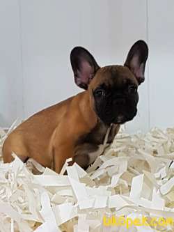 EN SEVİMLİ FAWN FRENCH BULLDOG YAVRULARI 2