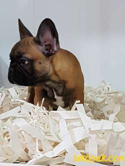 EN SEVİMLİ FAWN FRENCH BULLDOG YAVRULARI 4