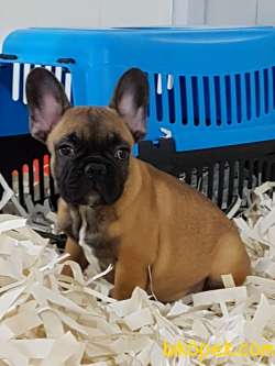 EN SEVİMLİ FAWN FRENCH BULLDOG YAVRULARI 3