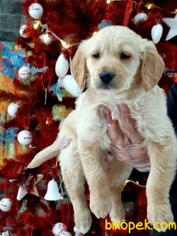 En Sevimli Golden Retriever Yavrulari Istanbul 4