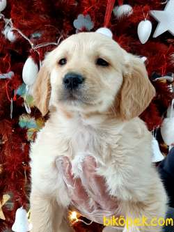 En Sevimli Golden Retriever Yavrulari Istanbul 3