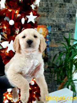 En Sevimli Golden Retriever Yavrulari Istanbul 1