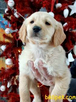 En Sevimli Golden Retriever Yavrulari Istanbul 5