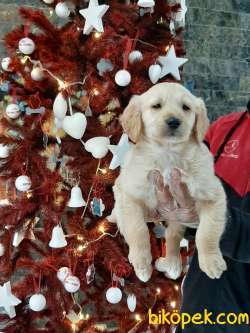 En Sevimli Golden Retriever Yavrulari Istanbul 2