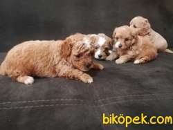 En Sevimli Maltipoo Yavrularımız 3