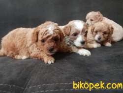 En Sevimli Maltipoo Yavrularımız 2