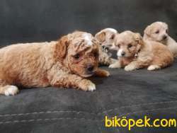 En Sevimli Maltipoo Yavrularımız 1