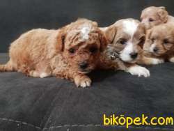 En Sevimli Maltipoo Yavrularımız 4
