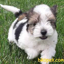 En Sevimli Morkie Yavruları ÇİFTLİKTEN 3