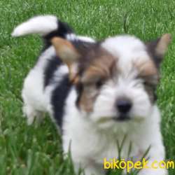 En Sevimli Morkie Yavruları ÇİFTLİKTEN 1