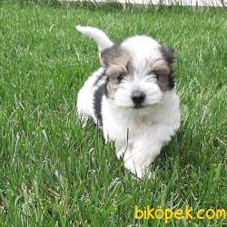 En Sevimli Morkie Yavruları ÇİFTLİKTEN 2