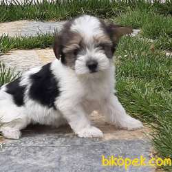 En Sevimli Morkie Yavruları ÇİFTLİKTEN 5
