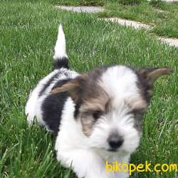En Sevimli Morkie Yavruları ÇİFTLİKTEN 4
