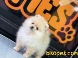 En Sevimli Pomeranian Boo 4