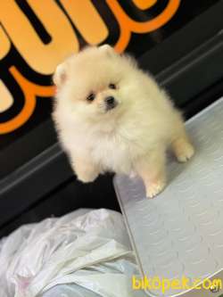 En Sevimli Pomeranian Boo 3