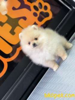 En Sevimli Pomeranian Boo 5