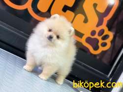 En Sevimli Pomeranian Boo 1