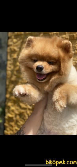 En Sevimli Pomeranian Boo Thomas 4